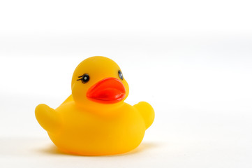 Single toy duck