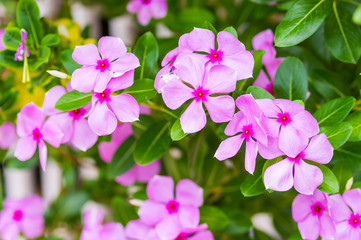 pink vinca flowers