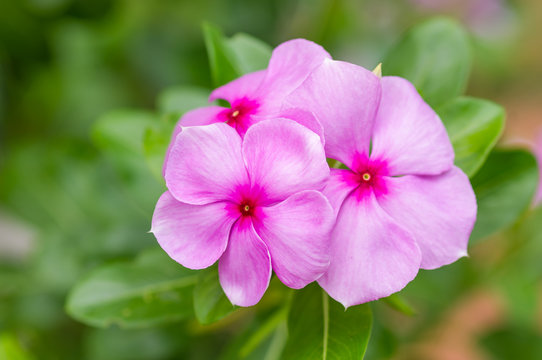 Pink Vinca Flowers