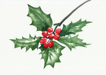 Fototapeta na wymiar Green holly branch with berries