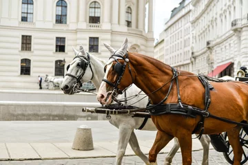 Zelfklevend Fotobehang Horse drawn carriage © delusi