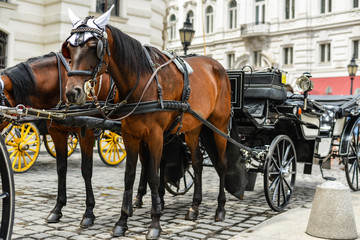 Obraz na płótnie Canvas Horse drawn carriage