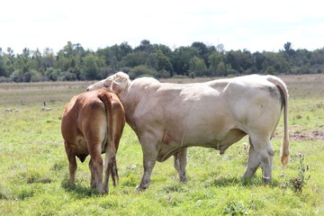 Obraz premium Bull & Cow in Field