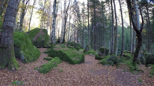 bosco di faggi in autunno