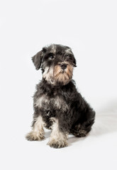 portrait miniature Schnauzer black isolated