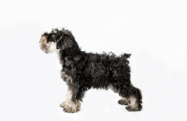 Miniature Schnauzer black isolated over