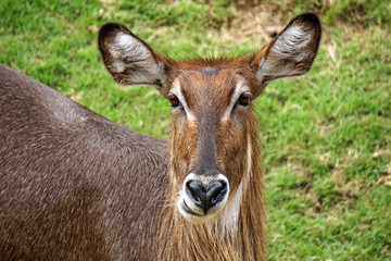 Naklejka na ściany i meble Javan rusa or Sunda sambar (Rusa timorensis) deer, female