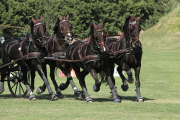 Viersp&auml;nner - Trab