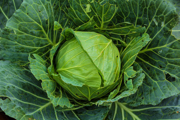 Cabbage