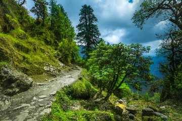 Fototapeta na wymiar Subtropical forest in Nepal