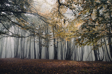 autumn in foggy forest