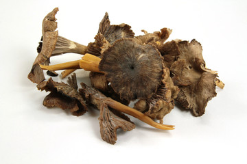 chanterelles grises © ALF photo