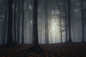 dark autumn forest with fog and colorful fallen leaves