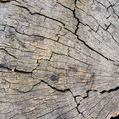 Wood texture