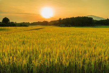 Paddy field with the light