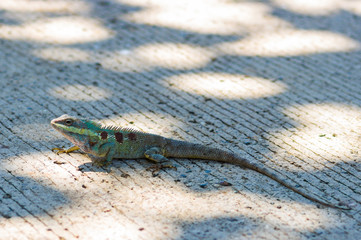 Blue head chameleon