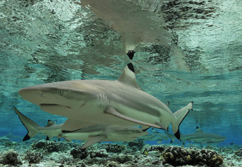 Schwarzspitzen-Riffhaie