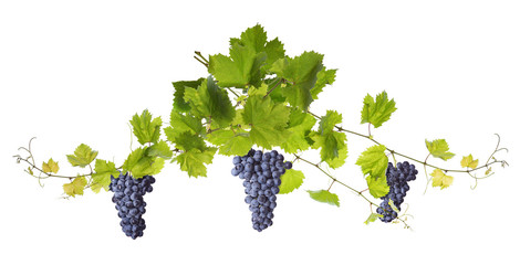 Vine leaves isolated on white © Rostislav Sedlacek