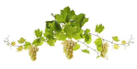 Vine leaves isolated on white