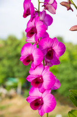Streaked orchid flower
