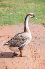 Goose