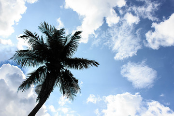 siluate coconut tree