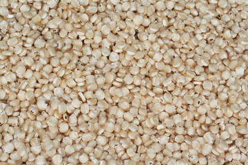 chicchi di mais bianco