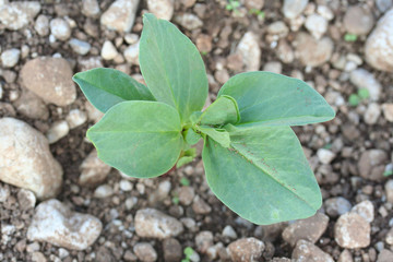 pianta di fave_ orto