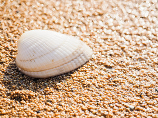 ビーチと貝殻