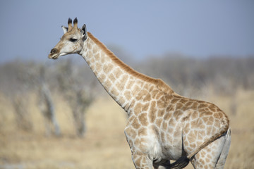 Fototapeta na wymiar Young wild female giraffe in the african savannah
