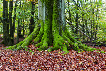 Baum Natur Schönheit Grün Herbst