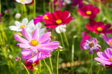 pink cosmos flowers