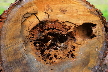 Baumschnit_Krank_Morsch