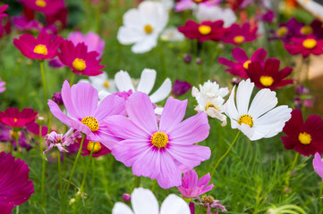 pink cosmos flowers