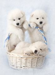 Samoyed puppies with basket