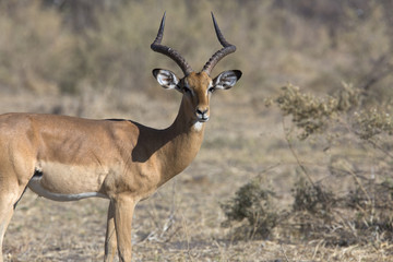 Portrait of an impala ram