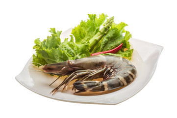 Tiger prawn