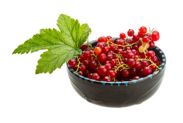 Red currant