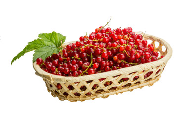Red currant