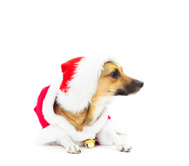 funny dog in Christmas costumes lying on white background isolat