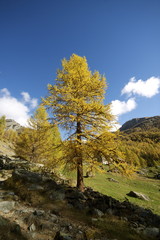 Autunno in Val d'Ayas