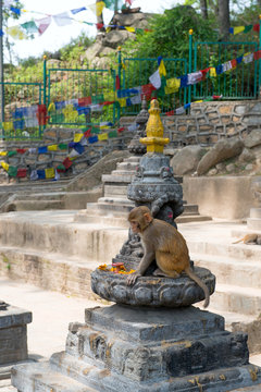 Monkey in Swayambhunath religious complex aka Monkey Temple - ancient religious complex, on the west of Kathmandu city.
