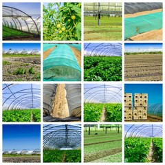 Fototapeta premium collage mix of farming and gardening in greenhouse