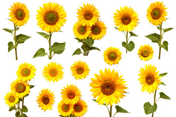 Naklejka premium Sunflowers collection