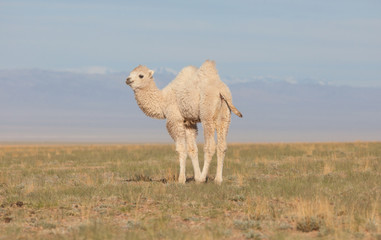 Obraz premium Small white camel