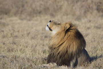 Naklejka premium Portrait of a wild african lion