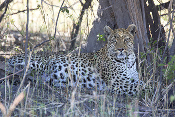 Portrait of a wild leopard in the shade