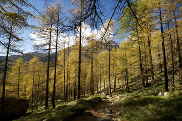 Obraz premium Autunno in Val d'Ayas