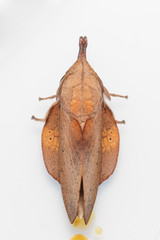 Male of brown lappet moth