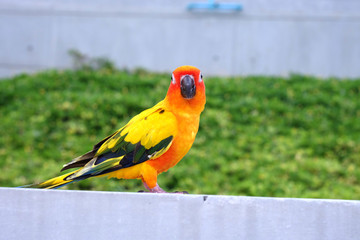 Cute Sun conure in lovely posture